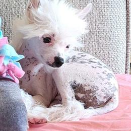 Chihuahua and Chinese Crested Puppies from Western Kentucky Chihuahua’s and Chinese Crested’s