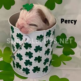 Percy - Lilac tri-color male Bulldog puppy in Tremonton, Utah from Snuggle Pups