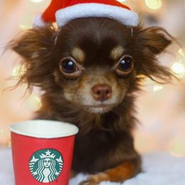 Chihuahuas and Pomeranians from PNW Designer Toy Breeds