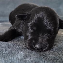 Ash - Black male Miniature Schnauzer puppy in Saratoga Springs, Utah from Happy Beard Schnauzers