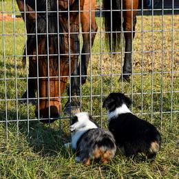 Miniature Australian Shepherd Puppies from Knockout Aussies