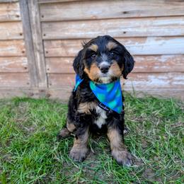 Zuchinni - Tri-color male Bernedoodle puppy in Gilbert, Arizona from San Tan Doodles
