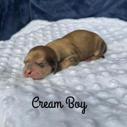 Cream Boy - Cream male Dachshund puppy in Pauls Valley, Oklahoma from Simply Happy Dachshunds