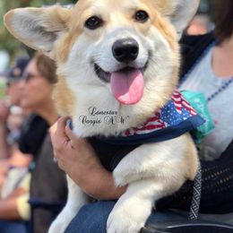 Prin - Pembroke Welsh Corgi