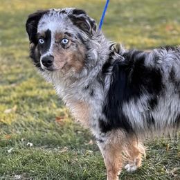Miniature Australian Shepherds and Toy Australian Shepherds from Sparkling Cross Toy & Mini Aussies