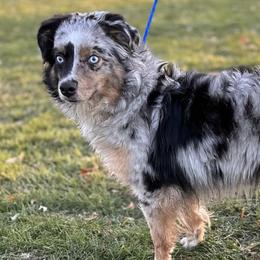 Miniature Australian Shepherds and Toy Australian Shepherds from Sparkling Cross Toy & Mini Aussies