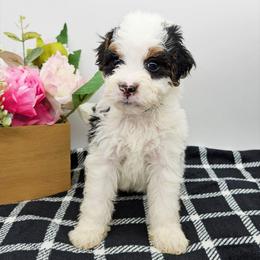 Bluey - Tri-color female Bernedoodle puppy in Granton, Wisconsin from Rose River Farms
