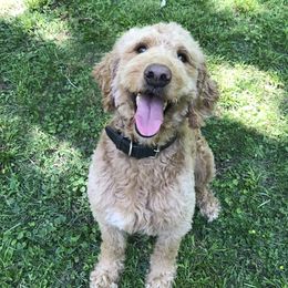 Leo - Goldendoodle