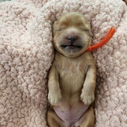 Orange female - Brown female Shihpoo puppy in Williamsville, New York from Nell’s Doodle & Dolls