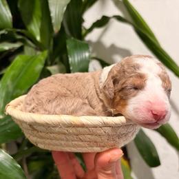 Girl 3 - Tri-color female Bernedoodle puppy in Queen Creek, Arizona from Dulcito Doodles