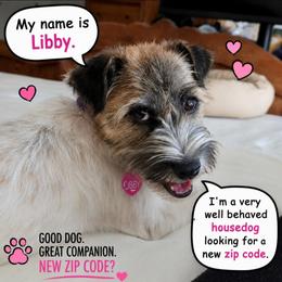 Liberty - White and tan female Russell Terrier puppy in Royal Oaks, California from Rose In Vale Russell Terriers