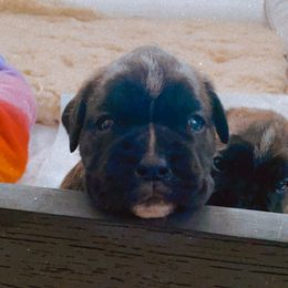 Boxer Puppies from Goodfella Boxers