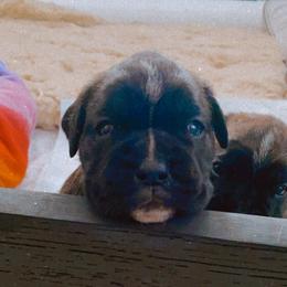 Boxer Puppies from Goodfella Boxers