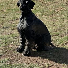 Ellie - Giant Schnauzer