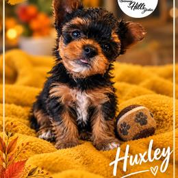 Huxley - Black and tan male Yorkshire Terrier puppy in Moses Lake, Washington from Harmony Hills Yorkies
