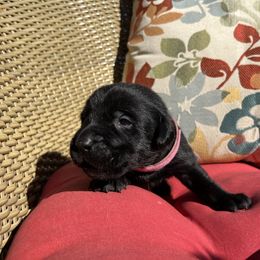 Girl 2 - female Labrador Retriever puppy in Alger, Ohio from Osborne Family Retrievers