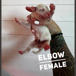 Elbow - White and liver brown female Dalmatian puppy in Stanchfield, Minnesota from Darling Dalmatians