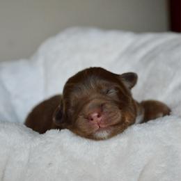 Blanche - Red tri-color female Australian Shepherd puppy in Guthrie, Oklahoma from BB Blu Aussies