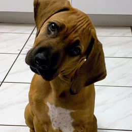 Rhodesian Ridgeback Puppies from Amber Trace Rhodesian Ridgebacks