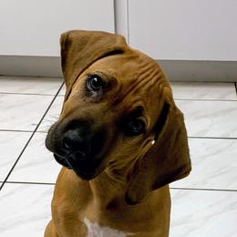 Rhodesian Ridgeback Puppies from Amber Trace Rhodesian Ridgebacks