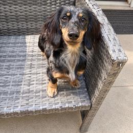 Maple - Dachshund