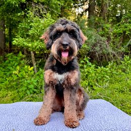 Chili - Australian Labradoodle