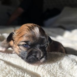 Cocoa - Merle female Shihpoo puppy in Rural Retreat, Virginia from Kopydlowski's Shihpoo and Shichon pups