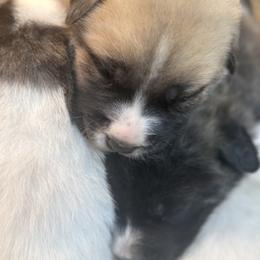 Great Pyrenees, Mastiff, and Pug Puppies from Pam’s Perfect Pugs