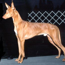 Bosch - Pharaoh Hound