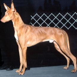 Bosch - Pharaoh Hound