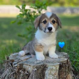 N5 - Red male Pembroke Welsh Corgi puppy in Jacksonville, Texas from ArmnalegRanch LLC