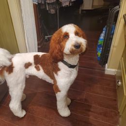 Walker - Goldendoodle