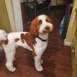 Walker - Goldendoodle