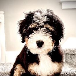 Bernedoodles and Bernese Mountain Dogs from J&B Doodles