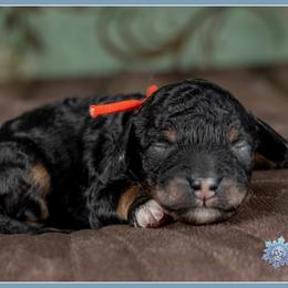 Korey - Black white and tan male Cockapoo puppy in Connersville, Indiana from Deaz Doodle Ranch