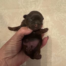 M'Lynn - Liver female Shih Tzu puppy in Beatrice, Nebraska from I Shih Tzu Not Puppies