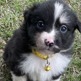 Girl 8 - Blue merle Australian Shepherd puppy in Blum, Texas from 4P Poteet Farms