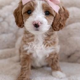 Flora - Red  female Goldendoodle puppy in Gilbert, Arizona from Doodle Bliss
