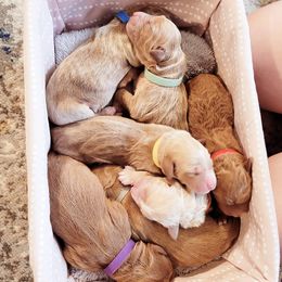 Goldendoodle Puppies from Doodle Devotion