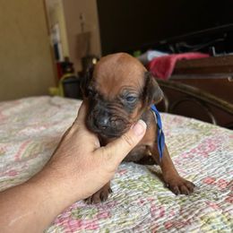 Blue - Rd whtn blk nose male Rhodesian Ridgeback puppy in Ocala, Florida from DogWood Kennels