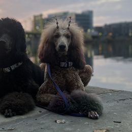 Poodles from Taylor's Poodles