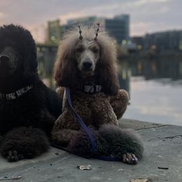 Poodles from Taylor's Poodles