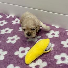 Maggie - Buff female Cocker Spaniel puppy in Ocala, Florida from Ray of Sunshine Spaniels LLC
