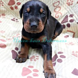 White collar 421 - Black and rust male Doberman Pinscher puppy in Harmony, North Carolina from Havenhaus Dobermans
