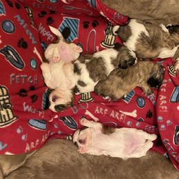 Shih Tzu Puppies from LiL ShihtZ