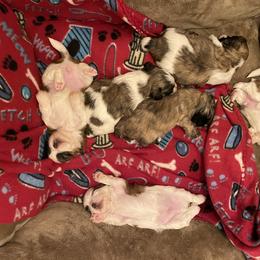Shih Tzu Puppies from LiL ShihtZ