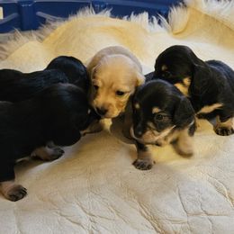 Dachshund puppies from Mac Fam Dachshunds