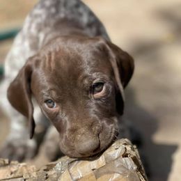 Chihuahuas and German Shorthaired Pointers from Von Lahrheim Shorthairs & Ermali Chis