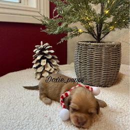 Boy 3 - Cream male Dachshund puppy in Perris, California from Doxie_pupps