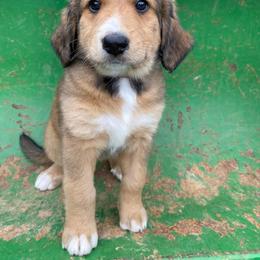 Bernedoodle Puppies from Bayou Blu's Bernedoodles